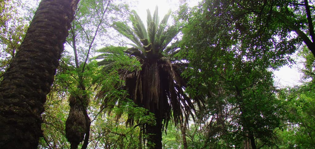 palmeras-destacada