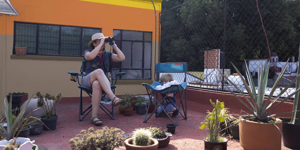 observación de pájaros
