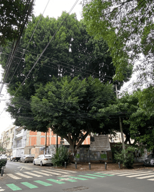 arbol laureano