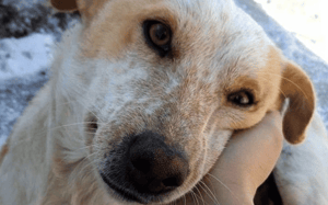 Celebrar el Día del Perro: una llamada a la adopción responsable