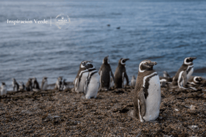 Exploradores Rolex National Geographic del Año 2025: Pablo García Borboroglu y Bertie Gregory revelan los secretos de los pingüinos