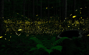 Local banner – 2025-10-29T165338.861